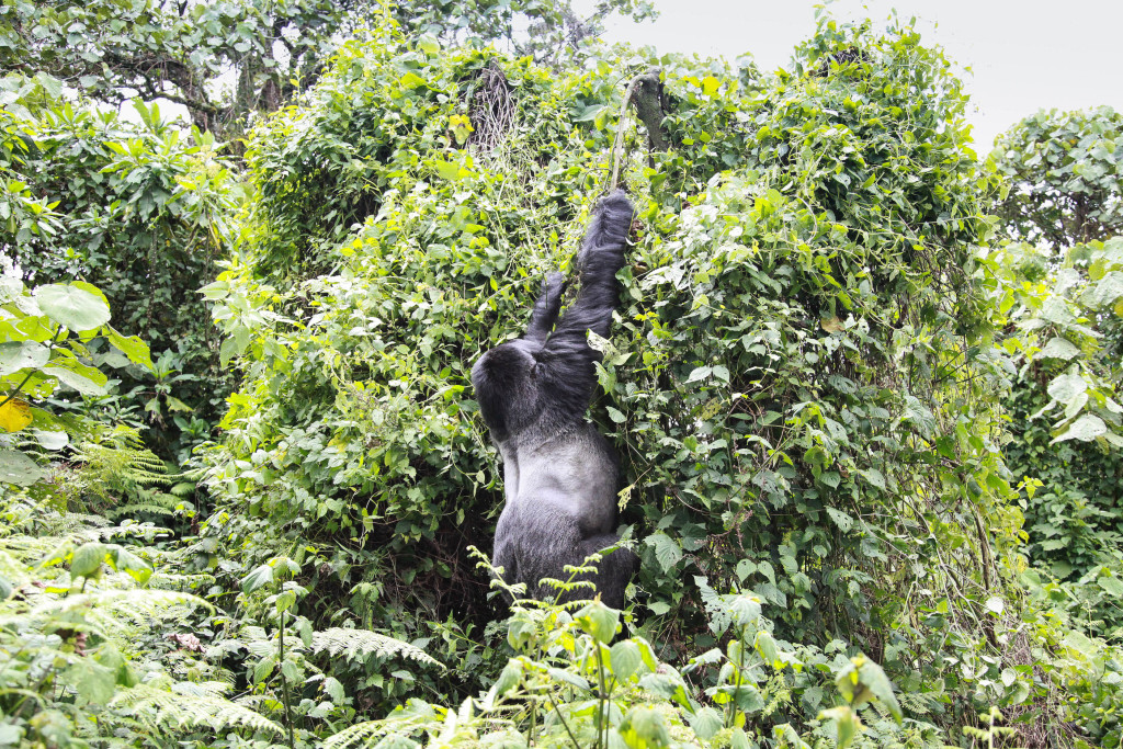 Rwanda-13