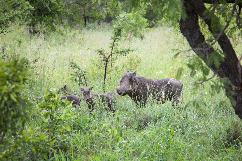 Africa-186