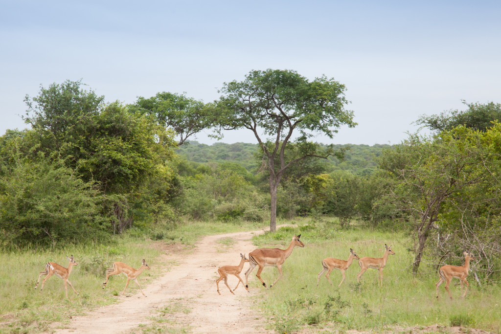 Africa-225